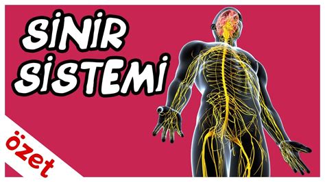 selin hoca biyoloji 11 sınıf sinir sistemi